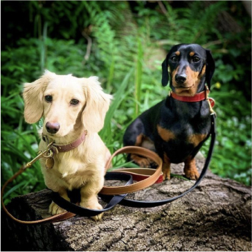 Image of 2 dogs on a walk